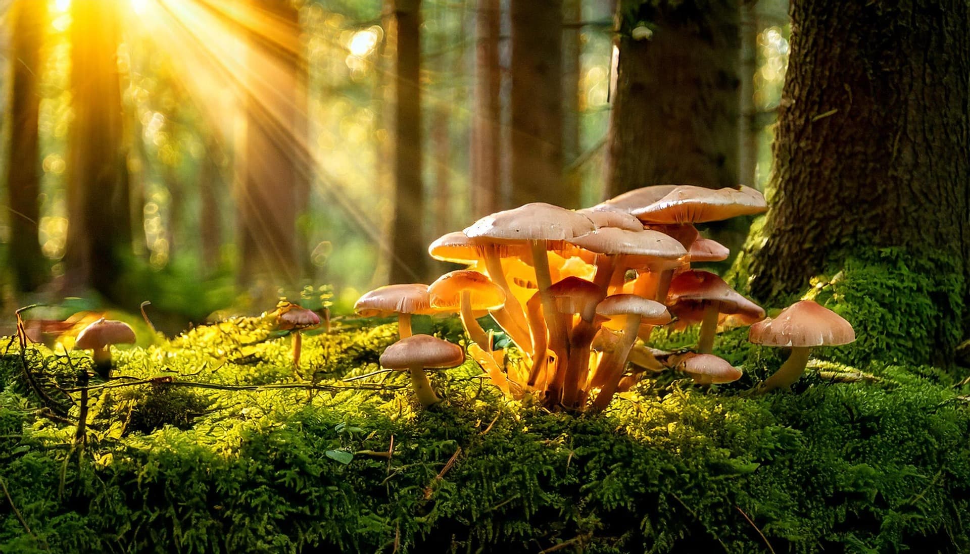 ai-generated-9324003_1920