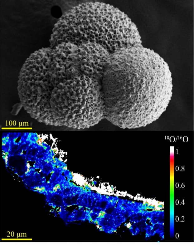 bernard-figure-news (1)